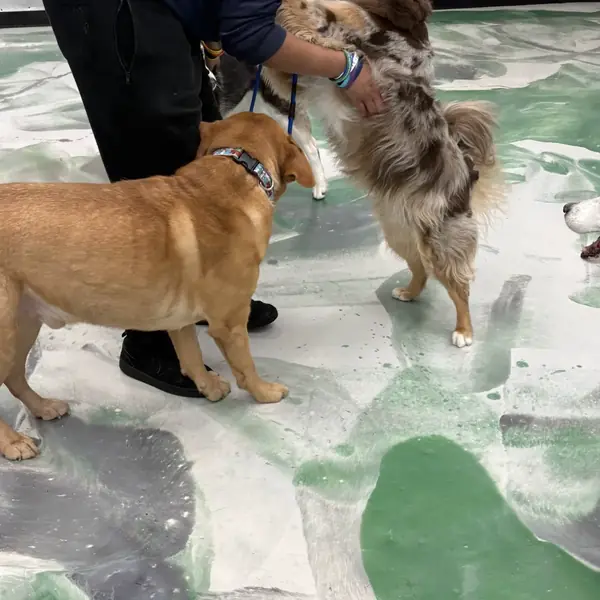 Play session on the daycare floor at K9 Rox Club